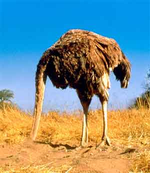 Resultado de imagem para gif  do avestruz enfiando  a cabeça na terra e o corpo de fora